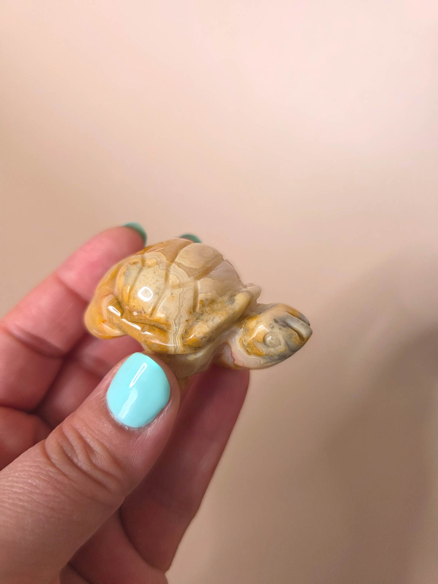 Achat Schildkröte
