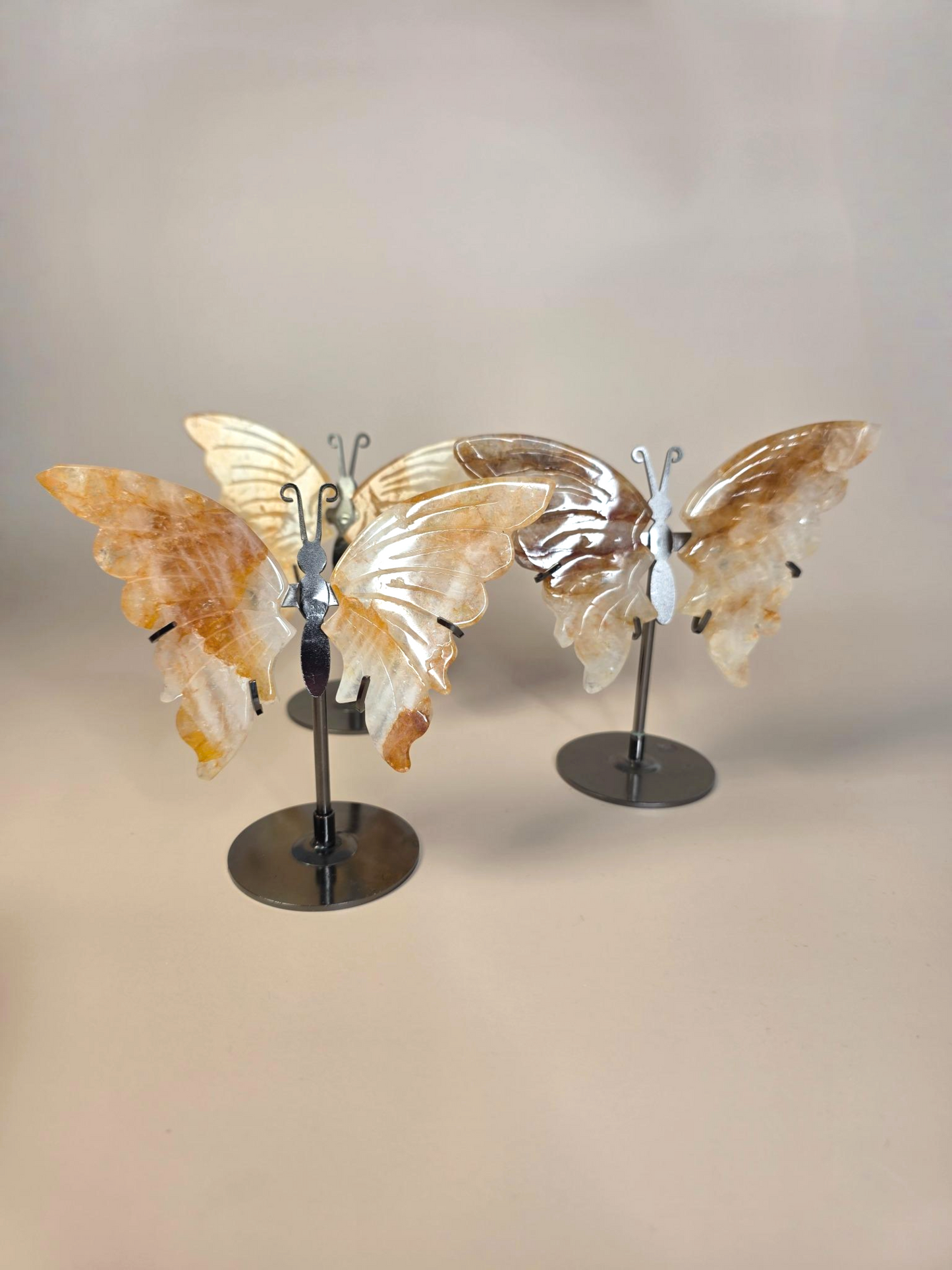 Golden Healer Schmetterling Detail - goldener Schimmer natürliche Färbung
